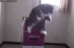 cat-box.gif