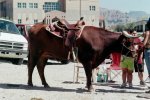 steer.jpg