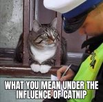 catnip.jpg